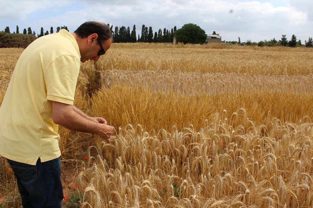 Armen inspecting crops