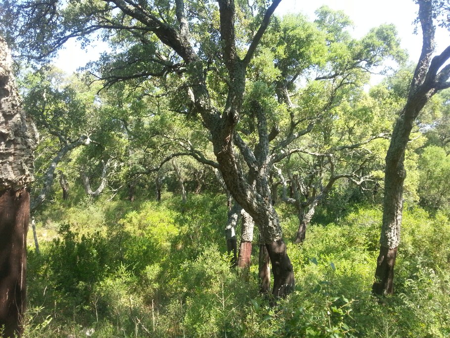 Cork oak woodlands