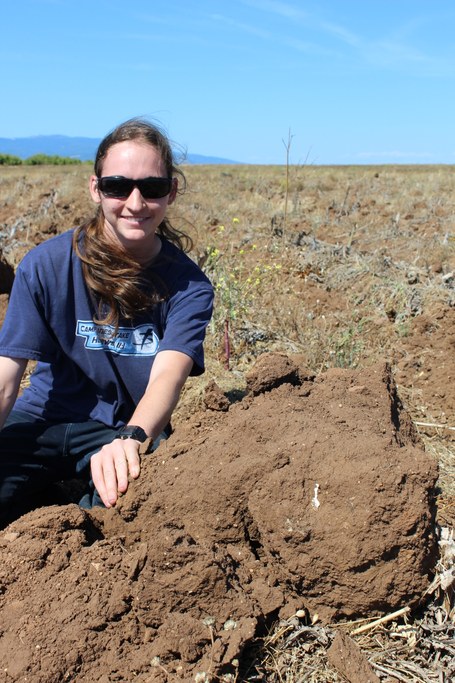 How much carbon in this soil?