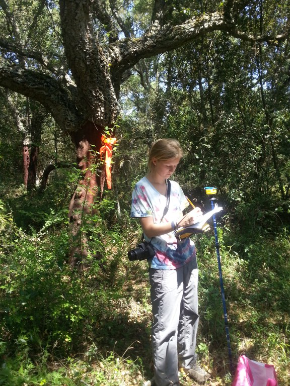 Measuring cork oaks