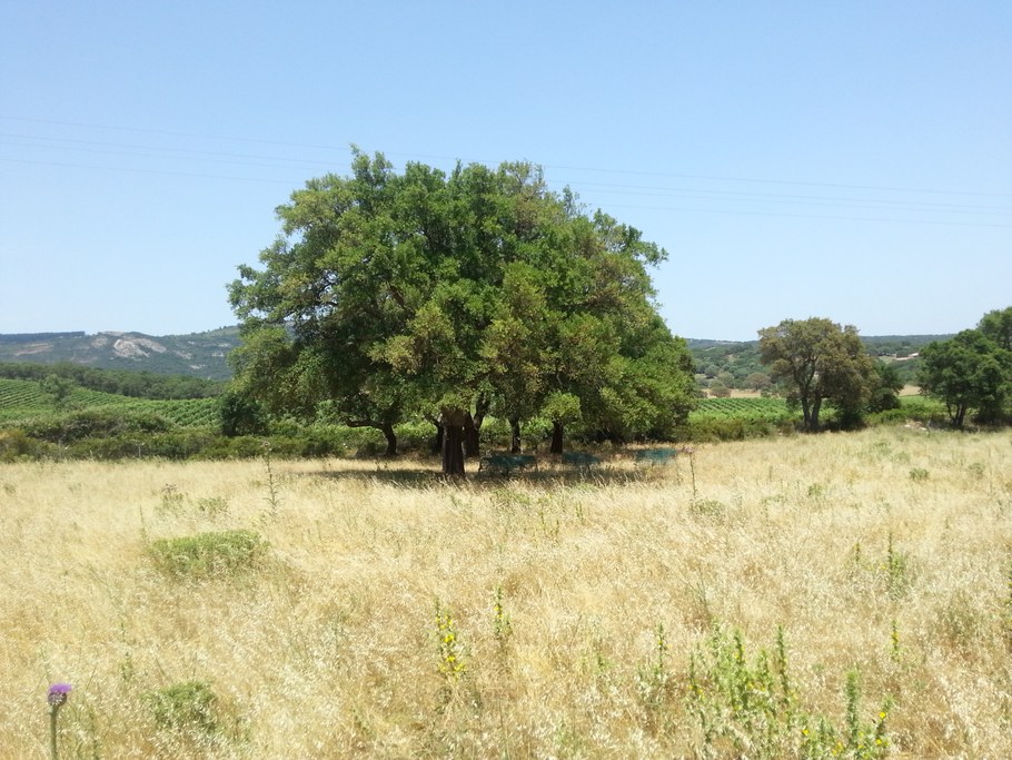 Open grasslands