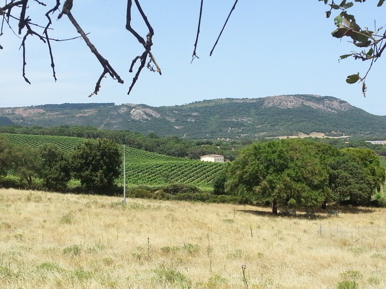 Wooded grasslands and vineyards