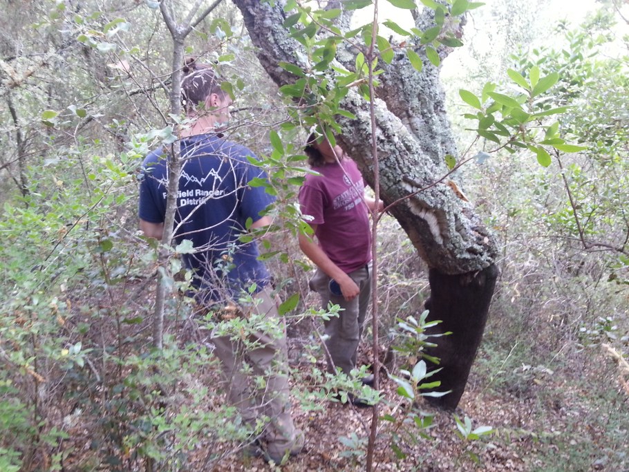 Working in cork oak forests