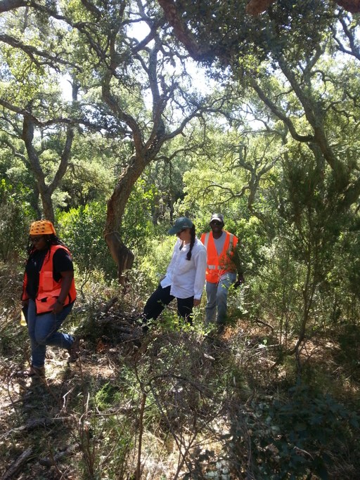 Field work in the cork oak forest