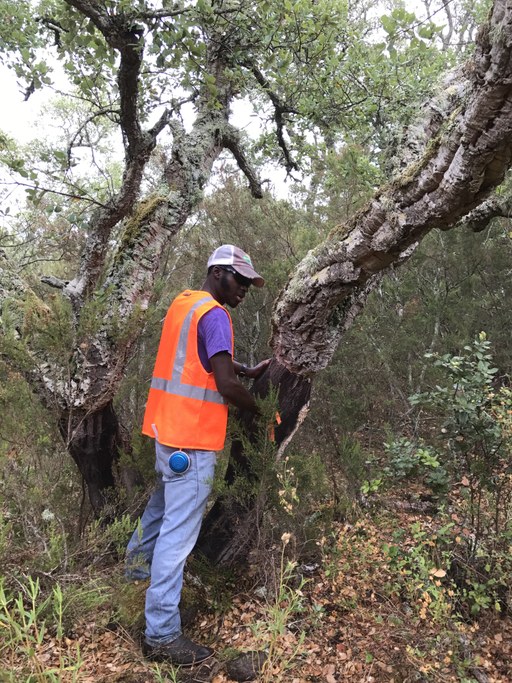 Measuring bark thickness - the thinner the bark the hardest it was