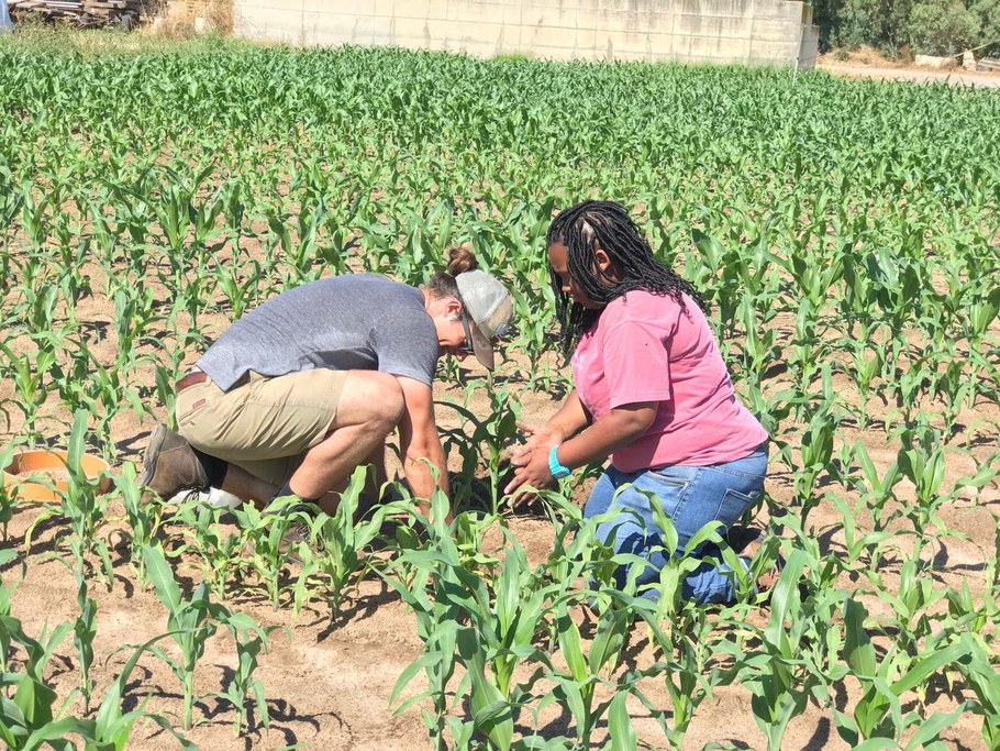 Measuring nitrous oxide emissions