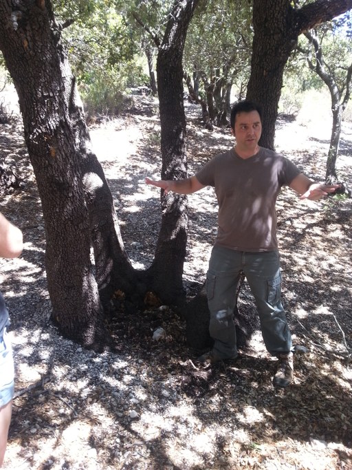 Sergio teaching us about silvicultural practices in holm oak forests
