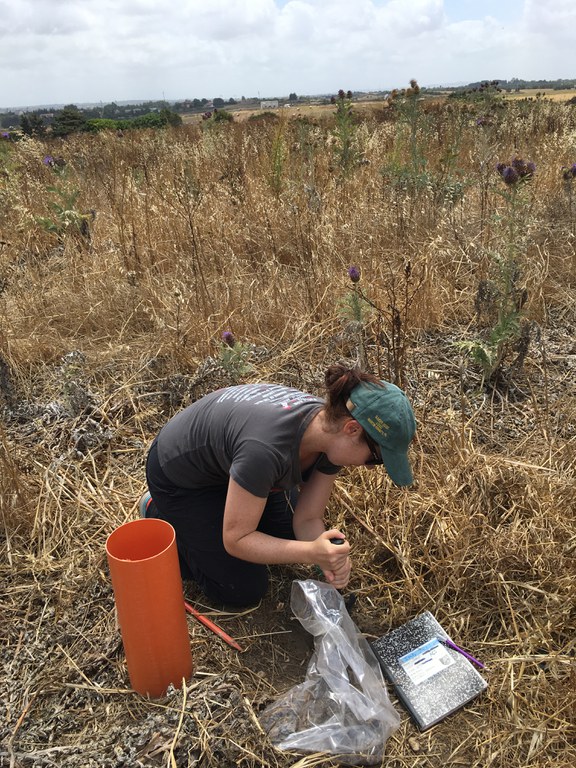 Setting up chambers to measure subsoil respiration in cardoon, a bioenergy crop