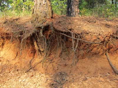 Jones Center - Roots