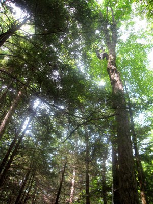 Katie Gaines tree Climbing