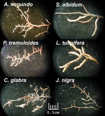 Tree species variation in root architecture and function