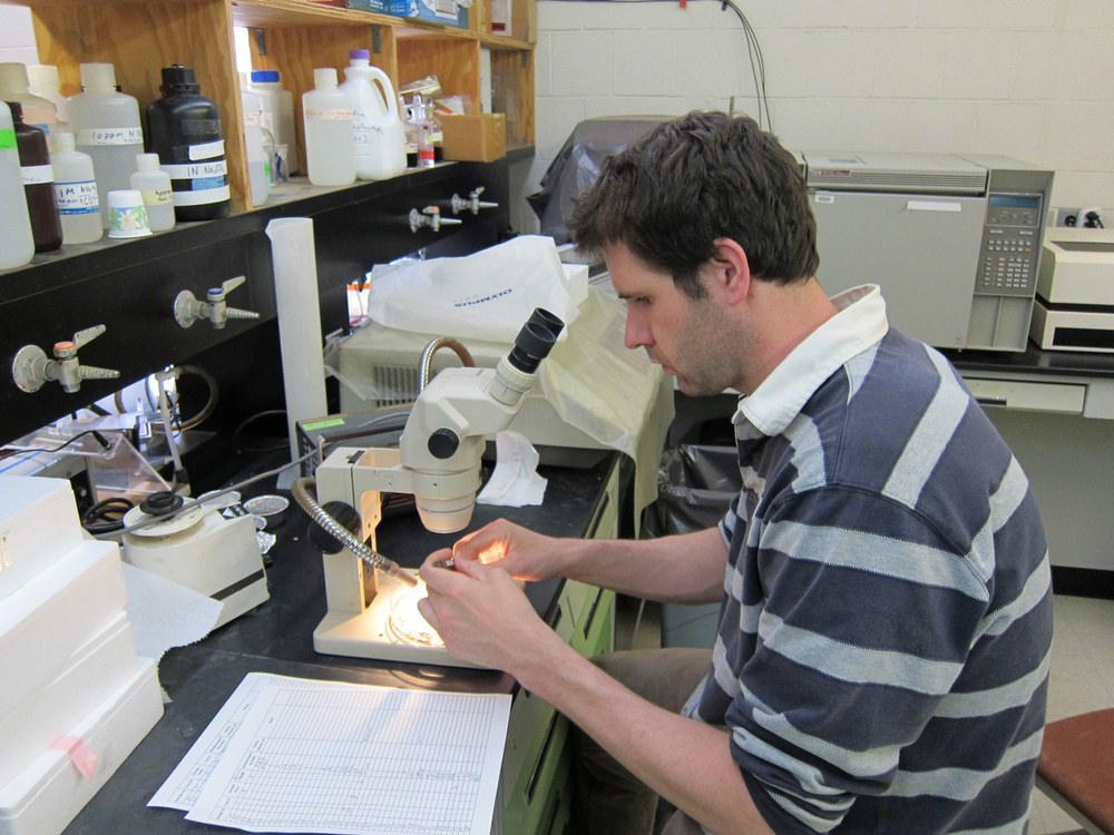 Nutrient Foraging by Mycorrhizal Roots