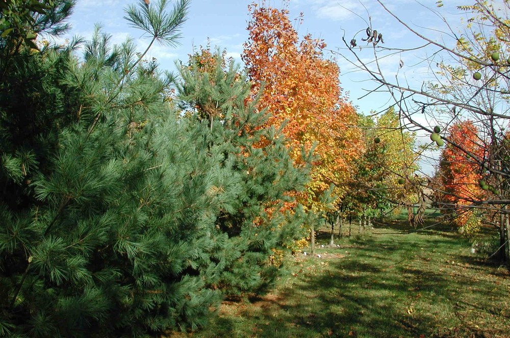 Common garden for belowground research