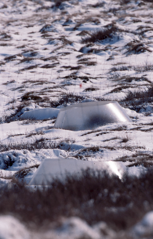 Itex cones used for warming experiments in Greenland