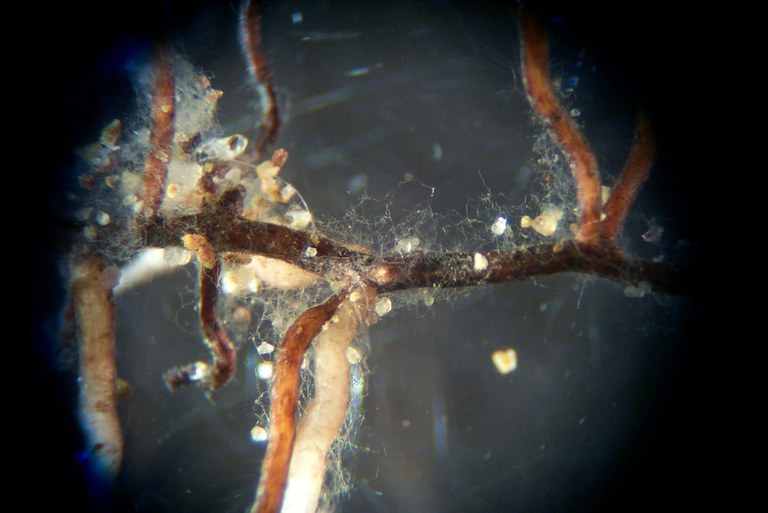 Grape root with arbuscular mycorrhizal fungi