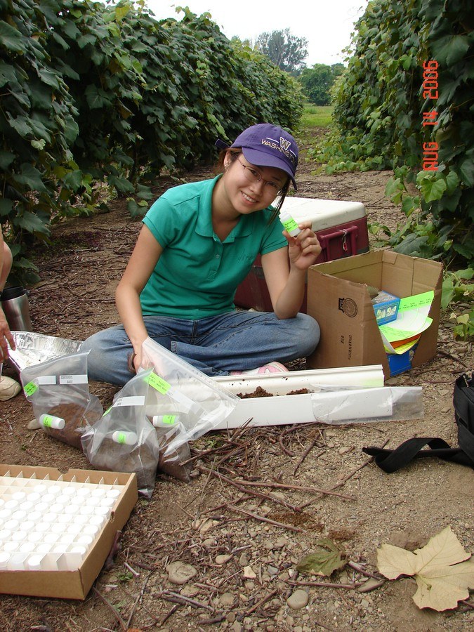 Determining root distribution in a Concord Grape vineyard
