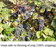 Grape Root Growth in Relation to Vine Crop Load Vines with no thinning of crop (100 percent cropping)