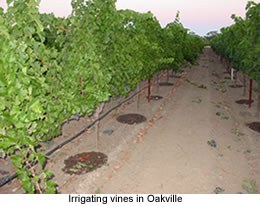 Root responses to soil moisture deficits in fruit crops Irrigating vines in Oakville