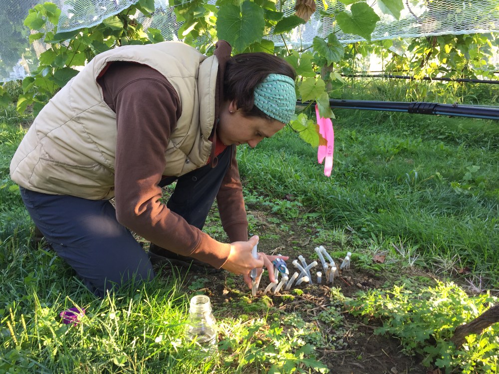 Suzanne injecting stable isotopes of water to trace root water extraction of grape vines