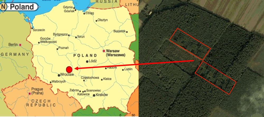 Marc Goebel Common garden of 14 tree species in Poland