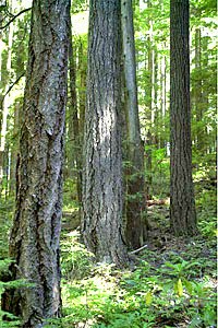 old-growth