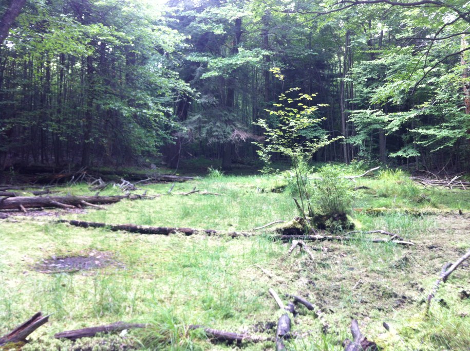 Open area in a wooded site