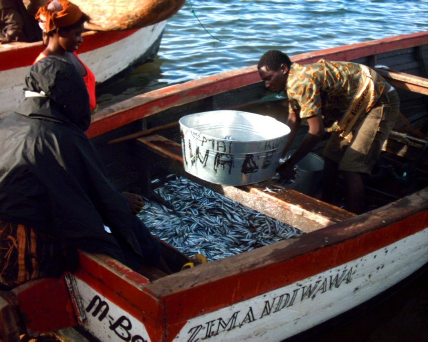 Fisherman's Catch