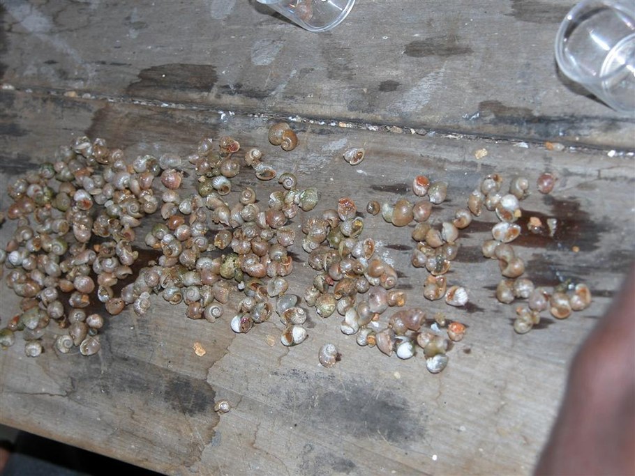 Collection of Bulinus spp.
