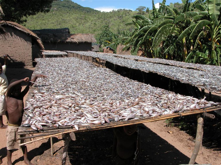 Sun Drying Fishes