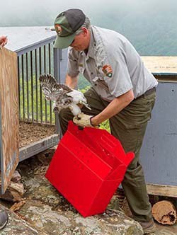 Park ranger Rolf Gubler helped reintroduce peregrine falcons into Shenandoah National Park. (Shenandoah National Park)